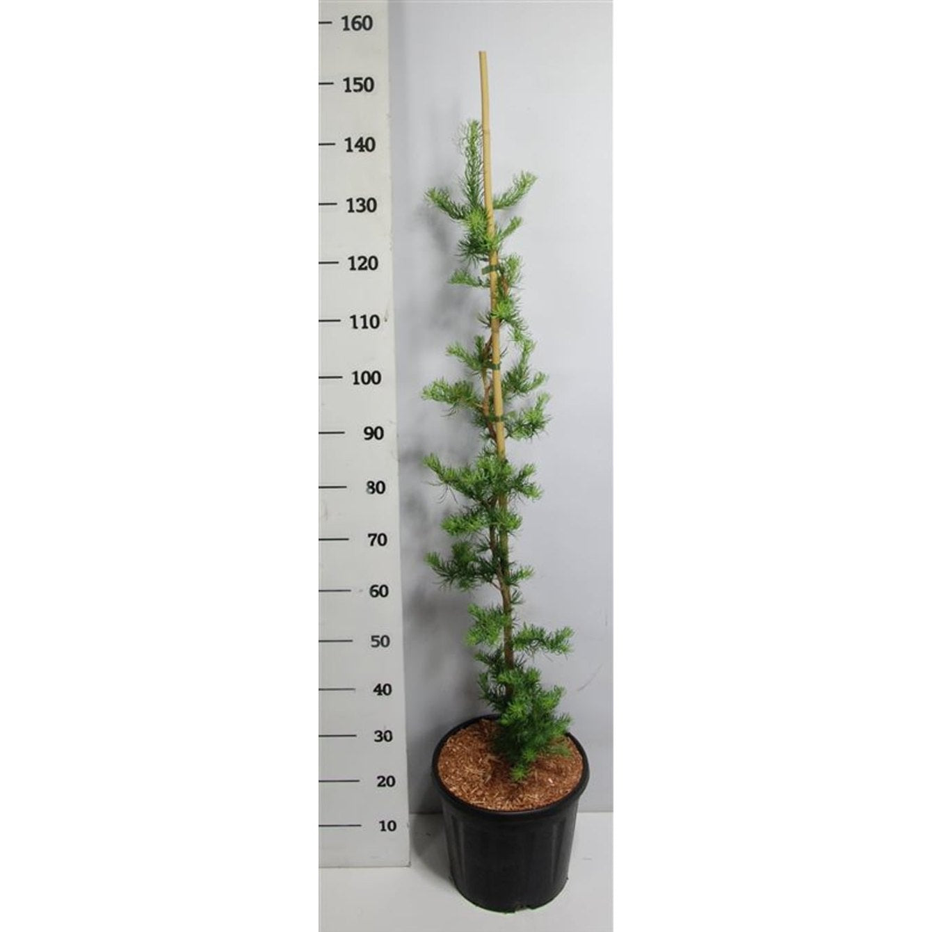 Japansk lärk – Larix kaempferi 'Diana' - C12 100-125 CM